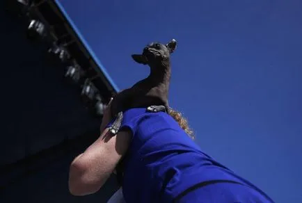A legrondább és a legrosszabb kutya a világon (a világ) A legrondább és a legrosszabb kutya a világon