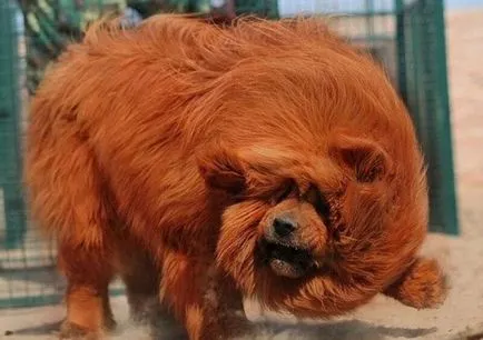 A legdrágább kutya a világon (50 kép) Tibeti Masztiff, egy régi fajta mit, mennyit, milyen (világ) A legdrágább kutya a világon (50 kép) Tibeti Masztiff, egy régi fajta mit, mennyit, milyen