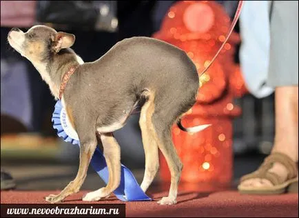 A legijesztőbb kutya a világon (a kutya) A legijesztőbb kutya a világon