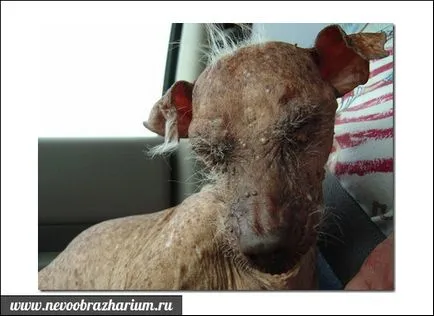 A legijesztőbb kutya a világon (a világ) A legijesztőbb kutya a világon