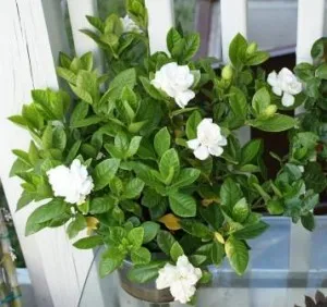 Titkok ellátás illatos gardénia otthon transzplantáció, problémák, betegségek és több (feltételek) Titkok ellátás illatos gardénia otthon transzplantáció, problémák, betegségek és