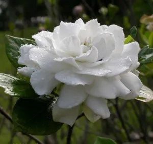 Titkok ellátás illatos gardénia otthon transzplantáció, problémák, betegségek és (gardénia ellátás az otthon) Titkok ellátás illatos gardénia otthon transzplantáció, problémák, betegségek és
