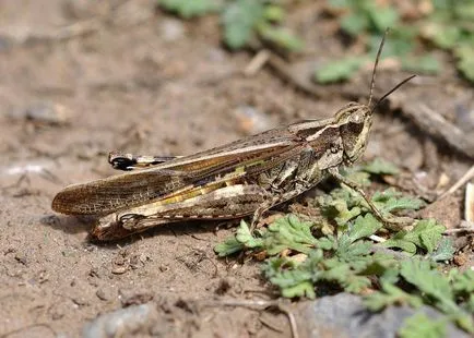 Sáskák - leírás, típus, hogy mit eszik, hol lakik, fotók