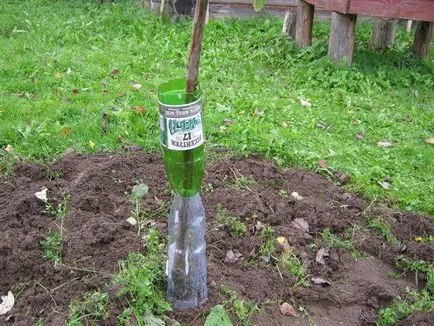 A gyümölcsfa csemeték, amikor jobb a növény tavasszal vagy ősszel, mint a takarmány