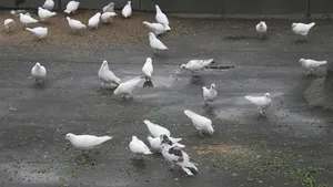 A csibéket etetik a galambokat A csibéket etetik a galambokat