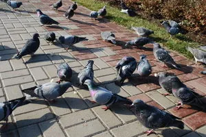 A csibéket etetik a galambokat A csibéket etetik a galambokat