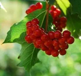 Skarlát tünetek és a kezelés gyermekek és felnőttek részére