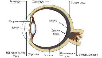 Holttér a szem - a szerkezet és a funkció, a diagnózis és a betegség - site - Moszkva Szemészet (vak) Holttér a szem - a szerkezet és a funkció, a diagnózis és a betegség - site - Moszkva Szemészet