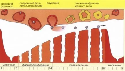 Mennyi vért egy nő elveszíti a menstruáció alatt, és hol vannak az áramlás a menstruáció