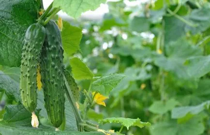 Twisted levelek uborka üvegházban, általános tudnivalók, okának, hogyan kell kezelni a (uborka) Twisted levelek uborka üvegházban, általános tudnivalók, okának, hogyan kell megbirkózni
