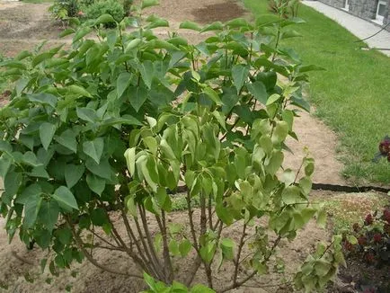 Lilac (Kép) elhagyása és leszállás, hogyan kell kiválasztani az anyagot ültetés (kiválasztás) Lilac (Kép) elhagyása és leszállás, hogyan kell kiválasztani az anyagot az ültetés