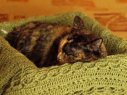 Mennyi ideig tart a terhesség macskák, macskák szülés (terhesség) Mennyi ideig tart a terhesség macska, macskaféle szülés