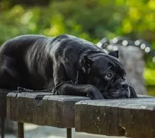 Cane Corso kutyafajta leírás, fotók, árak kölykök vélemények (a kölykök ár) Cane Corso kutyafajta leírás, fotók, árak kölykök vélemények