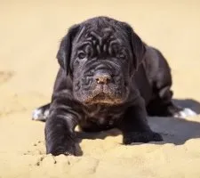 Cane Corso kutyafajta leírás, fotók, árak kölykök értékelés (Cane) Cane Corso kutyafajta leírás, fotók, árak kölykök vélemények