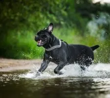 Cane Corso kutyafajta leírás, fotók, árak kölykök értékelések (becsült) Cane Corso kutyafajta leírás, fotók, árak kölykök vélemények