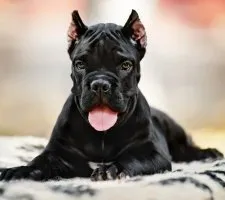 Cane Corso kutyafajta leírás, fotók, árak kölykök értékelések (képzés) Cane Corso kutyafajta leírás, fotók, árak kölykök vélemények