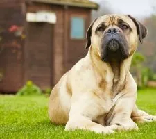 Cane Corso kutyafajta leírás, fotók, árak kölykök vélemények (név) Cane Corso kutyafajta leírás, fotók, árak kölykök vélemények