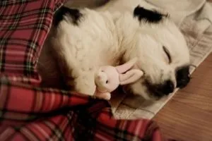 Altatót kutyák fő típusai, használat módja (kutya) Altatók kutyák fő típusai, az alkalmazás módja
