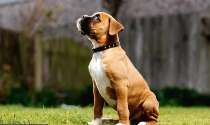 Boxer kutya leírását és tenyészteni jellemzői (sajátosságok) Kutya boxer standard leírása és a fajta jellemzői