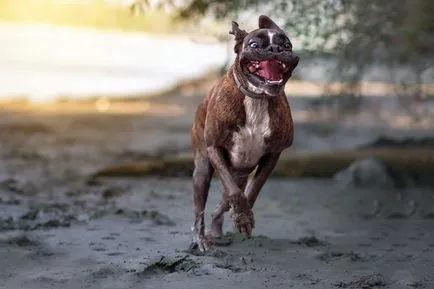 Kutya boxer standard leírása és a fajta jellemzői (kutya) Kutya boxer standard leírása és a fajta jellemzői