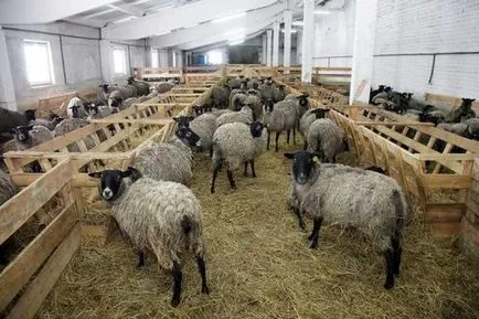 A tartalom a juhtenyésztés és ápolási otthon (a tartalom a juh) A tartalom a juhtenyésztés és otthoni gondozást