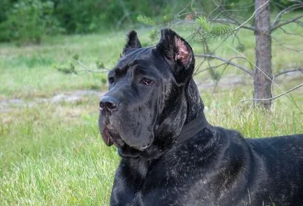 Kutya lovak Corsa (55 fotó), amely tartalom egy magánházban, fajta leírás, macska-vissza, a Cane