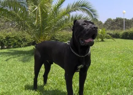 Kutya lovak Corsa (55 fotó), amely tartalom egy magánházban, fajta leírás, macska-vissza, a Cane