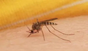 Sos hogyan viszketés enyhítésére származó szúnyogcsípés otthon, anyám puskát