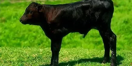 Álomértelmezés borjú borjú hogy álom az álomban (borjú) Álomértelmezés borjú borjú hogy álom, egy álom