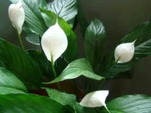 Spathiphyllum ápolási otthon átadása és reprodukciós
