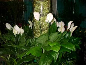 Spathiphyllum ápolási otthon átadása és reprodukciós