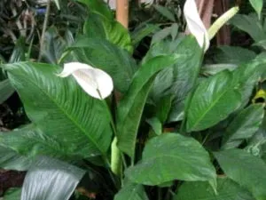 Spathiphyllum ápolási otthon átadása és reprodukciós