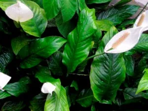 Spathiphyllum ápolási otthon átadása és reprodukciós