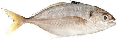 Scad főzés - különösen a főzési, hasznos tulajdonságok és minőségek (jó) Makréla főzés - különösen a főzési, hasznos tulajdonságok és fajták