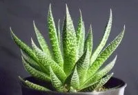 Zamatos aloe vera tippeket otthoni gondozás és tenyésztés (aloe vera kezelés) Zamatos aloe vera tippeket otthoni ápolás és a tenyésztés