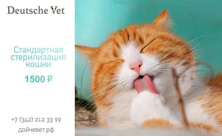 Az ivartalanítás a macskák Veterinary Clinic állatorvos Deutsche