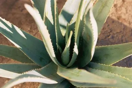 Zamatos aloe vera tippeket otthoni gondozás és tenyésztés (ellenjavallatok Aloe vera) Zamatos aloe vera tippeket otthoni ápolás és a tenyésztés