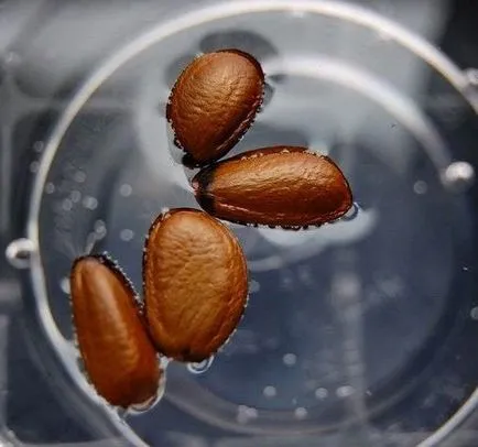 Seed rétegződés, nézetek és tippeket