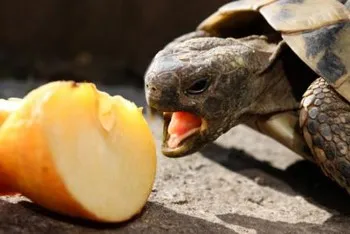 Teknősbéka az otthoni gondozás, hogyan kell tartani, amit a takarmány