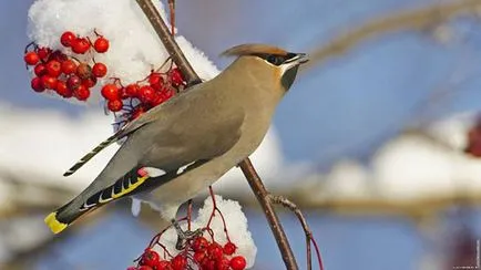 Waxwing - ének vándormadár fotó, leírás, hallgatni, mint a waxwing ének