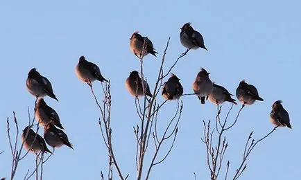 Waxwing - ének vándormadár fotó, leírás, hallgatni, mint a waxwing ének