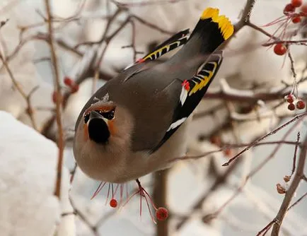 Waxwing - ének vándormadár fotó, leírás, hallgatni, mint a waxwing ének