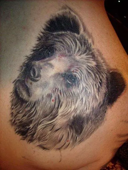 Tattoo medve, medve vigyor jelentősége tetoválás 22 fotó