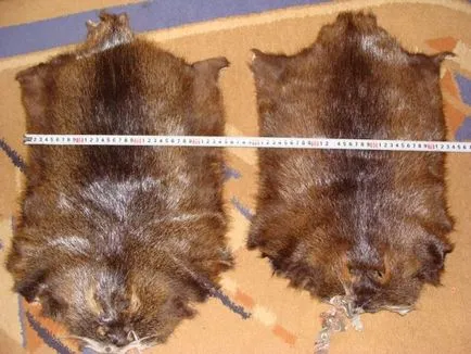 Technológiai gyertya nutria prémek