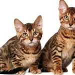 Toyger vagy Tiger Cat fajta leírás, képek, árak kölyök, video