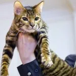 Toyger vagy Tiger Cat fajta leírás, képek, árak kölyök, video