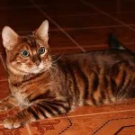 Toyger vagy Tiger Cat fajta leírás, képek, árak kölyök, video