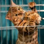 Toyger vagy Tiger Cat fajta leírás, képek, árak kölyök, video