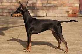 Toy Terrier - a leírás és fotó fajta, kölyök kiválasztása és az árak, az élelmiszer-ellátás és