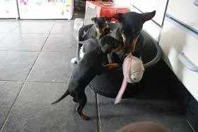 Toy Terrier - a leírás és fotó fajta, kölyök kiválasztása és az árak, az élelmiszer-ellátás és